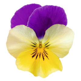 Хайфлаер F1 yellow purple wing семена виолы (Benary)