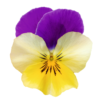 Хайфлаер F1 yellow purple wing семена виолы (Benary)