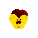 Хайфлаер F1 yellow red wing семена виолы (Benary)