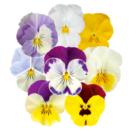 Хайфлаєр F1 суміш (mix) насіння віоли (Benary)