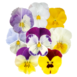 Хайфлаер F1 смесь (mix) семена виолы (Benary)