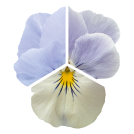 Хайфлаєр F1 blue heaven насіння віоли (Benary)