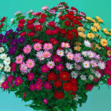 Трубадур смесь тип Мацумото семена астры на срез 50см (Satimex)