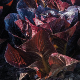 Фарамір насіння салату тип Ромен темно-червоний. (Enza Zaden)