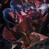 Фарамір насіння салату тип Ромен темно-червоний. (Enza Zaden)