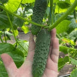 Амеріго F1 насіння огірка корнішону партенокарп. раннього 12-14 см (Clause)
