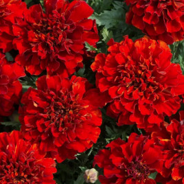 Чорнобривці Файєр Бол