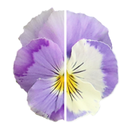 Хайфлаєр F1 light violet shades насіння віоли (Benary)