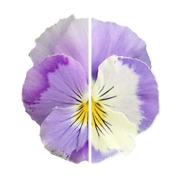 Хайфлаєр F1 light violet shades насіння віоли (Benary)