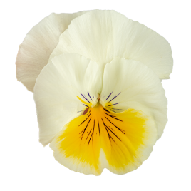 Хайфлаер F1 lemon splash семена виолы (Benary)