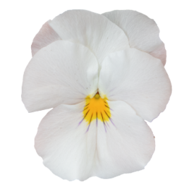 Хайфлаєр F1 біла (white) насіння віоли (Benary)