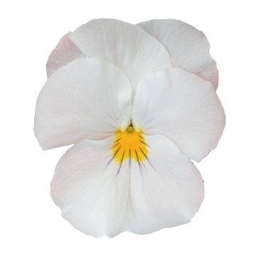 Хайфлаер F1 белая (white) семена виолы (Benary)