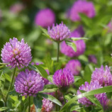 Конюшина комплектована 