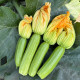 Мерлін F1 (INX 10554 F1) насіння кабачка ультрараннього 35 дн 300-400 гр світло-зеленого (Innova Seeds)