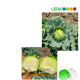 Кората F1 семена капусты б/к ранней 55-62 дн. 1,3-1,7 кг окр. (Leda Agro)