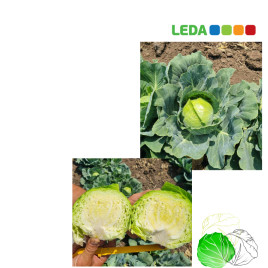 Кората F1 насіння капусти б/г ранньої 55-62 дн. 1,3-1,7 кг окр. (Leda Agro)