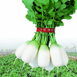 Акорд F1 (СаммерБріз F1) насіння редьки тип Дайкон ранньої 55-60 дн. 350-450 гр. 11-14 см білої (NongWoo Bio)