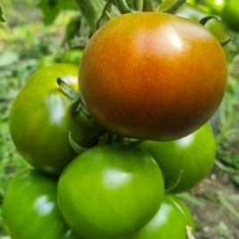 Браун Стар F1 насіння томату індет. середньораннього окр.-припл. 200-240 гр. коричн. (Leda Agro)