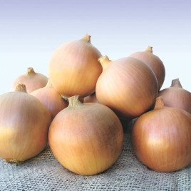 Сибір (10-21 мм) сіянка цибулі ріпчастої озимої середньої 250-260 дн. жовт. (Broer) ОЧІКУЄТЬСЯ