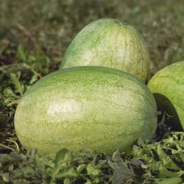 Банір F1 (KS 1819 F1) насіння кавуна середнього (Kitano Seeds)