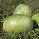 Банір F1 (KS 1819 F1) насіння кавуна середнього (Kitano Seeds)