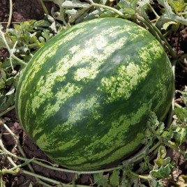 КС 165 F1 (KS 165 F1) семена арбуза тип Кримсон Свит раннего 9-11 кг (Kitano Seeds)