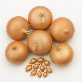 Бриджер (10-21 мм) севок лука репчатого озимого среднего желт. (Broer) ОЖИДАЕТСЯ