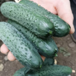 Висарион F1 семена огурца корнишона партенокарп 14 см (Ergon seeds)