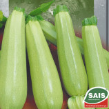 Алберелло ди Сарцана семена кабачка раннего 45 дн. светло-зеленого (SAIS)