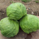 Капуста білоголова Еліза F1 (калібр.)