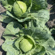 Капуста білоголова Еліза F1 (калібр.)
