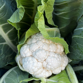 Татуін F1 насіння капусти цвітної ранньої 55-60 дн. 1-1,5 кг біл. (Syngenta)