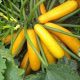 Мери Голд F1 семена кабачка (Dorsing Seeds)