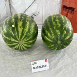 Кавун Макарена F1 (Macarena F1 CRX 10507) 