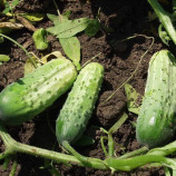 семена огурца аккорд f1