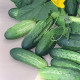 Аккорд F1 (Акорд F1) семена огурца корнишона пчелооп. среднего 45-48 дн. 10-12 см (Bejo)