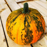 Ольга семена тыквы (Moravoseed)