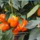 Клементін F1 насіння перцю солодкого тип Блочний раннього корот.куб. 200-250 гр. 9-10 см 3-4 камер. зел./помаранч. (Yuksel)