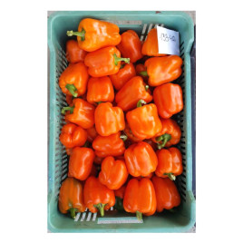 Клементин F1 семена перца сладкого тип Блочный раннего корот.куб. 200-250 гр. 9-10 см 3-4 камер. зел./оранж. (Yuksel)