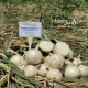 Бьянка F1 семена лука репчатого озимого среднего 270-280 дн. 160-250 гр. белого (LibraSeeds)