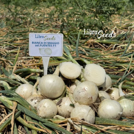 Б'янка F1 насіння цибулі ріпчастої озимої середньої 270-280 дн. 160-250 гр. білого (LibraSeeds)