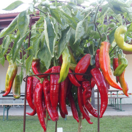 Тонгуа F1 семена перца сладкого тип Каппи среднераннего 25-35х3-5см зел./красн. (Moravoseed)