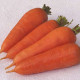 Харизма F1 насіння моркви Шантане ранньої 115-120 дн. 15-17 см (Moravoseed)