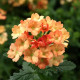 Абрикосовая семена вербены (Hem Zaden)