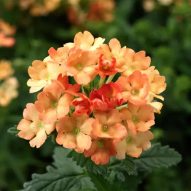 Абрикосовая семена вербены (Hem Zaden)