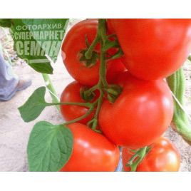 Мелодия F1 семена томата индет (DRS-Seminis)