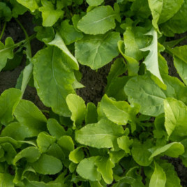 Руккола Колтівата