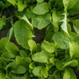 Колтивата семена рукколы зел. (Hortus)