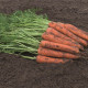 Балдіо F1 (2,0-2,2мм) насіння моркви Берлікум середньої 112 дн. (Bejo)