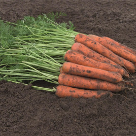 Балдио F1 (2,0-2,2мм) семена моркови Берликум средней 112 дн. (Bejo)